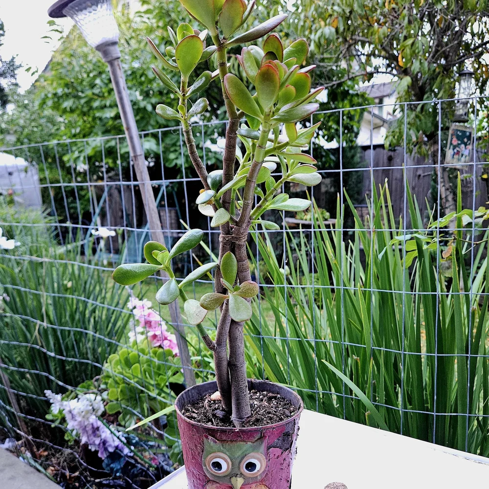 Ruby Jade Tree - Picture 2 of 7